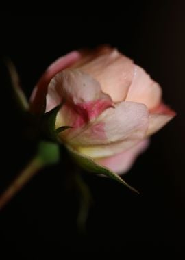 Pink rose flower blossom