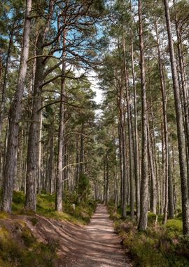 Scottish Forest