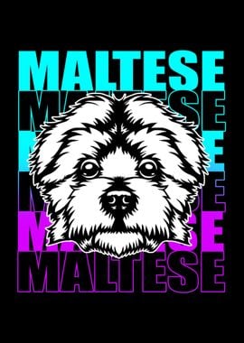 Maltese Dog Face