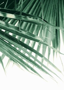 Fan Palm Leaves Dream 4