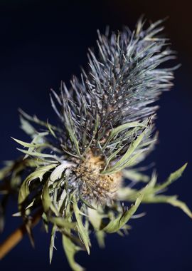 Purple eryngium flowering