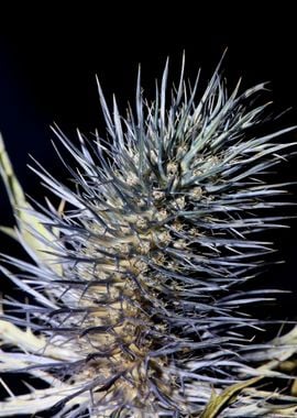 Wild flower blossom macro