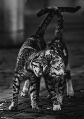 Twin Cats