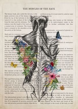 Muscles of the Back