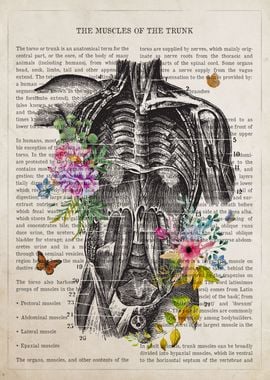 Muscles of the Trunk