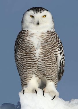 Snowy owl on ice