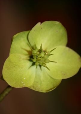 Helleborus flower blossom