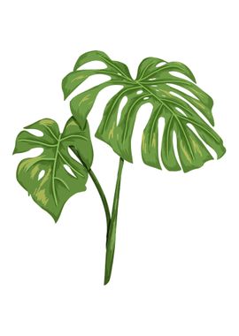 Monstera Botanical Art