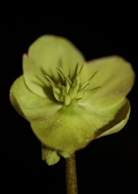 Flower blossoming close up