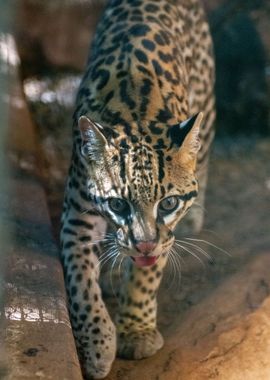 Ocelot