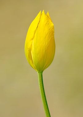 Yellow tulip close up