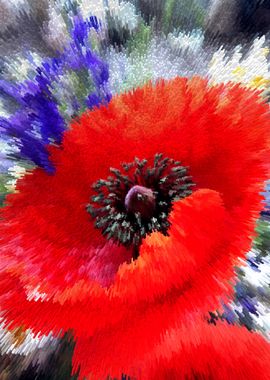 Poppy explosion