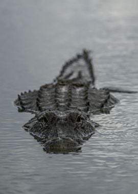 Alligator Stealth