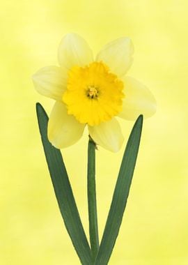 Yellow daffodil