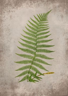 Forest Fern 7