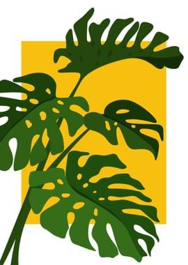 Monstera