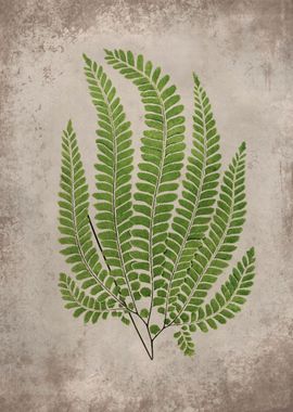 Forest Fern 2