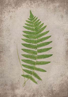 Forest Fern 3