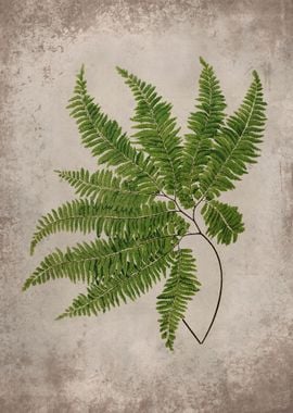 Forest Fern 7