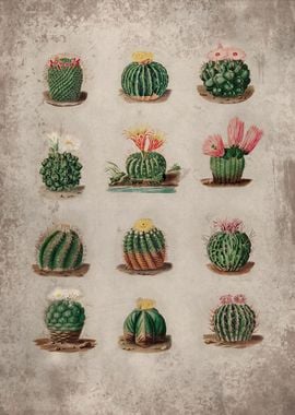 Cute Round Cactus Garden