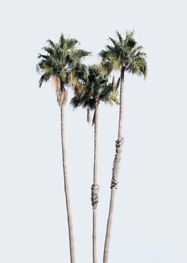 Palm Trees Dream 6