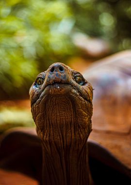 Giant turtle