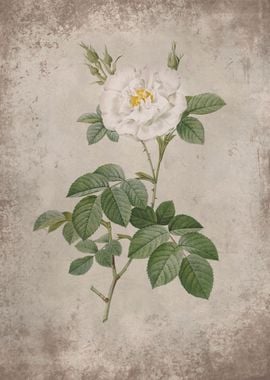 Vintage White Pure Rose