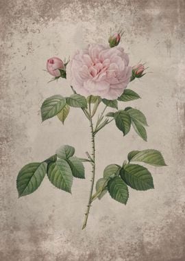 Vintage Pastel Pink Rose