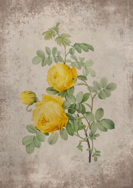 Vintage Yellow Rose