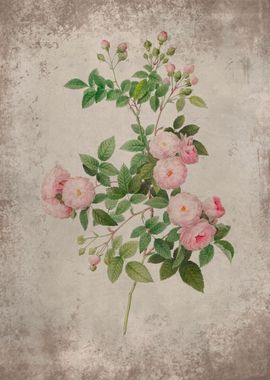 Vintage Pink tiny Roses