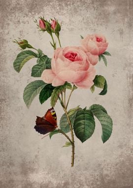 Vintage Rose and butterfly