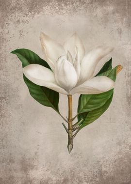 Elegant White Magnolia