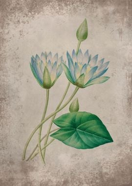 Blue Lotus