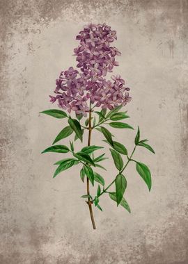 Purple Lilac