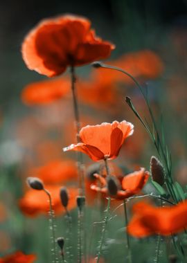 Red field poppy in meadow