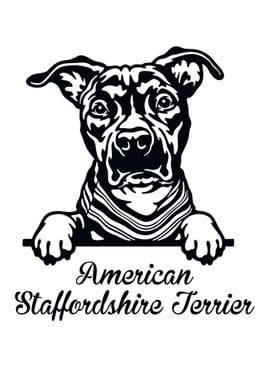 American Staffordshire 