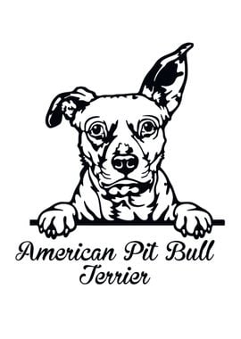 American Pit Bull 