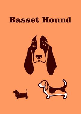 Basset Hound