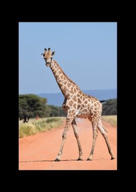 Giraffe