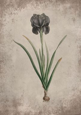 Black Iris