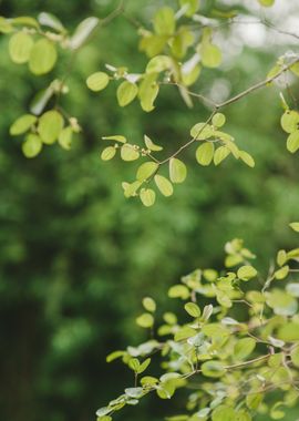 green leaf