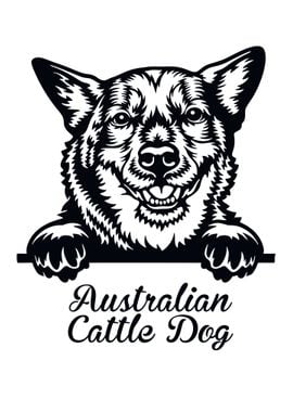 Australien Cattle Dog