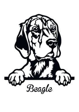 Beagle