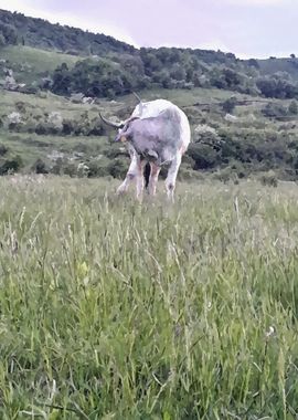 White cow pasture