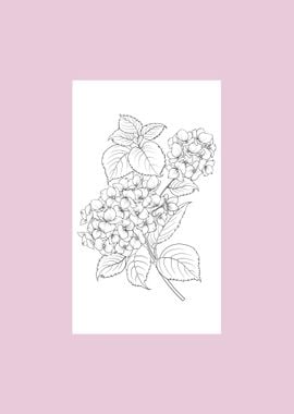 Hydrangea Flower