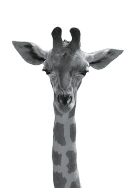 Giraffe Animal