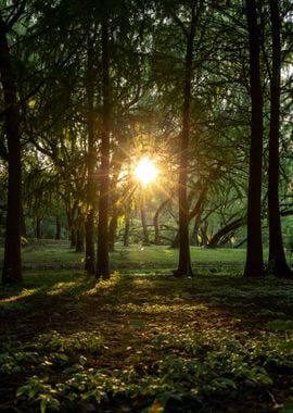 Forest Sunlight Nature