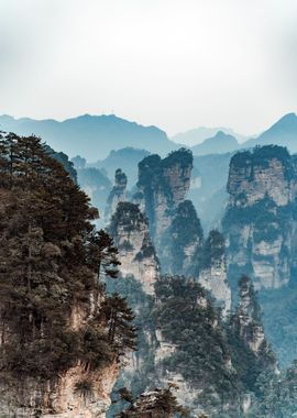 Forest at Mountains Nature