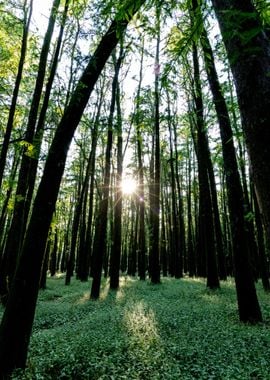 Forest Sunlight Nature