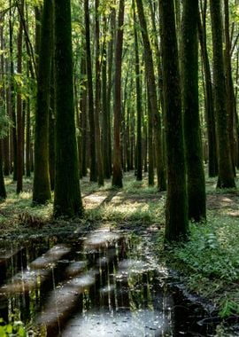 Forest with Trees Nature